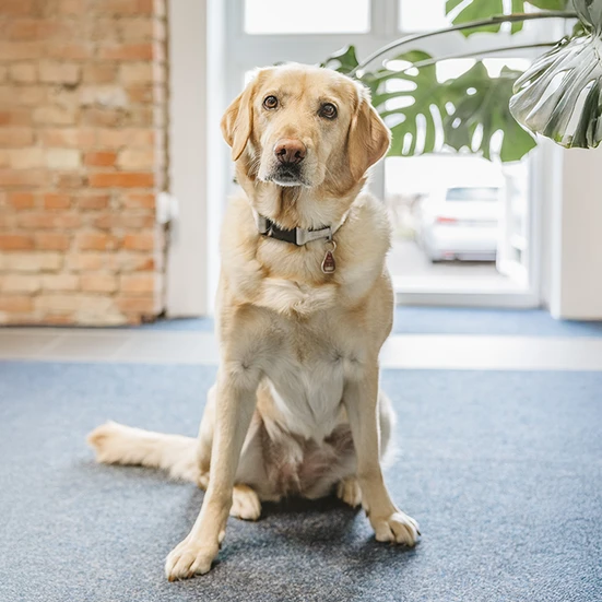 Ebbie Mitarbeiterporträt von Bürohund Ebbi (Golden Retriever)